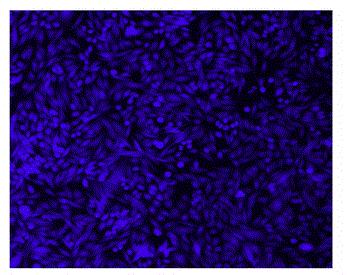Cell Explorer 活细胞示踪试剂盒 蓝色荧光