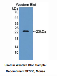 小鼠剪接因子3B亚基3(SF3B3)多克隆抗体