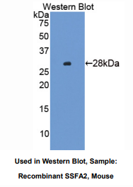 小鼠精子特异性抗原2(SSFA2)多克隆抗体