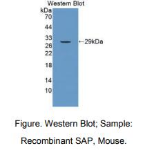 小鼠血清淀粉样P物质(SAP)多克隆抗体