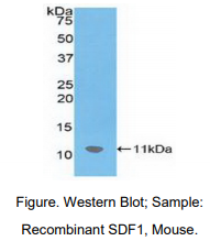 小鼠基质细胞衍生因子1(SDF1)多克隆抗体