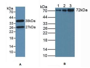 人信号转导衔接分子1(STAM1)多克隆抗体