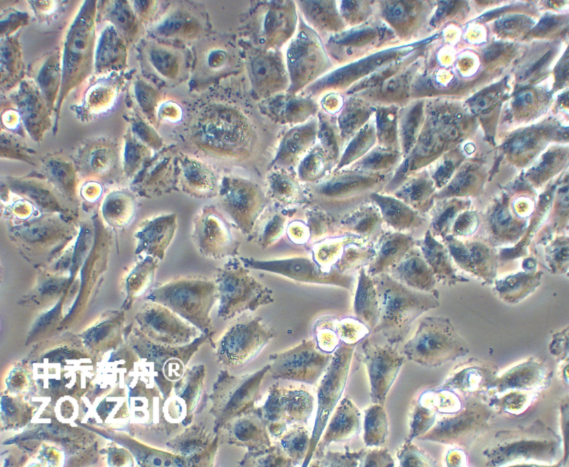 人退行性癌细胞Calu-6