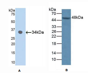 人丝裂原激活蛋白激酶9(MAPK9)多克隆抗体