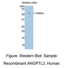 人血管生成素样蛋白3(ANGPTL3)多克隆抗体