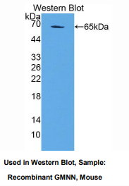 小鼠联会蛋白(GMNN)多克隆抗体