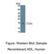 人高密度脂蛋白(HDL)多克隆抗体