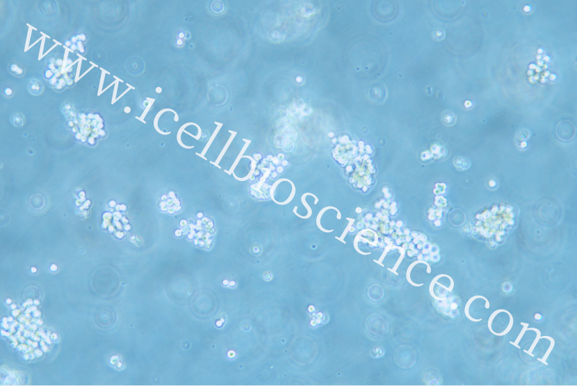 SNU-16细胞/SNU16细胞/SNU-16/SNU16/人胃癌细胞