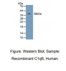 https://msimg.bioon.com/bionline/goods-no-pic.png