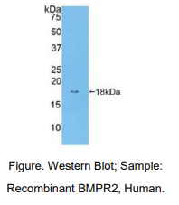人骨成型蛋白受体2(BMPR2)多克隆抗体