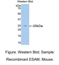 小鼠内皮细胞粘附分子(ESAM)多克隆抗体