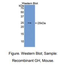 小鼠生长激素(GH)多克隆抗体