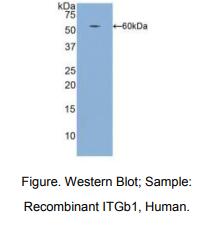 人整合素β1(ITGb1)多克隆抗体