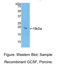 猪粒细胞集落刺激因子(GCSF)多克隆抗体