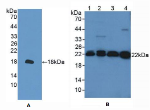 小鼠过氧化还原酶2(PRDX2)多克隆抗体