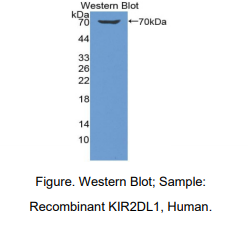 人杀伤细胞免疫球蛋白样受体2DL1(KIR2DL1)多克隆抗体