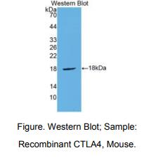 小鼠细胞毒性T-淋巴细胞关联抗原4(CTLA4)多克隆抗体