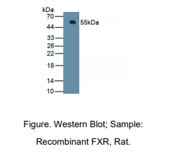 大鼠脆性X智力低下综合征相关蛋白1(FXR1)多克隆抗体