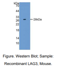 https://msimg.bioon.com/bionline/goods-no-pic.png