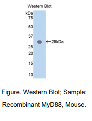 小鼠髓分化因子88(MyD88)多克隆抗体