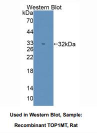 大鼠线粒体拓扑异构酶Ⅰ(TOP1MT)多克隆抗体
