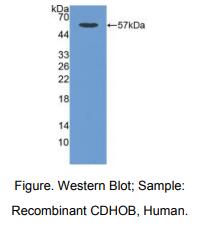 人造骨细胞钙黏蛋白(CDHOB)多克隆抗体