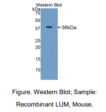 小鼠基膜聚糖(LUM)多克隆抗体