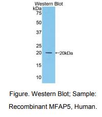 人微纤丝关联蛋白5(MFAP5)多克隆抗体