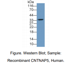 人接触蛋白关联蛋白样蛋白5(CNTNAP5)多克隆抗体