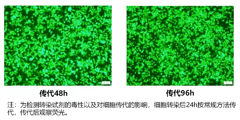 转染试剂