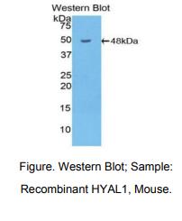 小鼠透明质酸氨基葡糖苷酶1(HYAL1)多克隆抗体