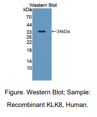 人激肽释放酶8(KLK8)多克隆抗体