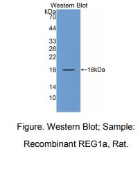 大鼠再生胰岛衍生蛋白1α(REG1a)多克隆抗体