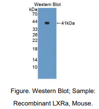 https://msimg.bioon.com/bionline/goods-no-pic.png