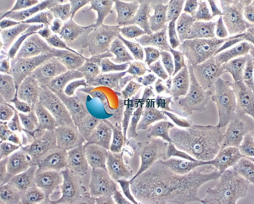 牛肾细胞