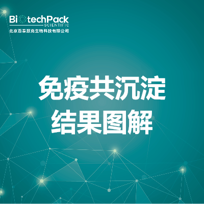 免疫共沉淀结果图解