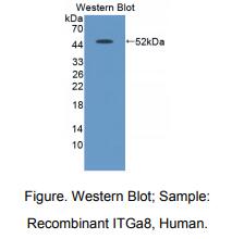 人整合素α8(ITGa8)多克隆抗体