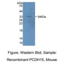 小鼠原钙黏素15(PCDH15)多克隆抗体