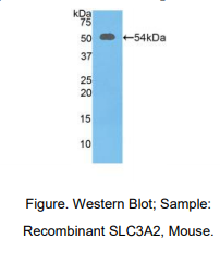 小鼠溶质载体家族3成员2(SLC3A2)多克隆抗体
