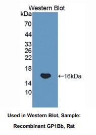 大鼠血小板膜糖蛋白Ⅰbβ多肽(GP1BB)多克隆抗体