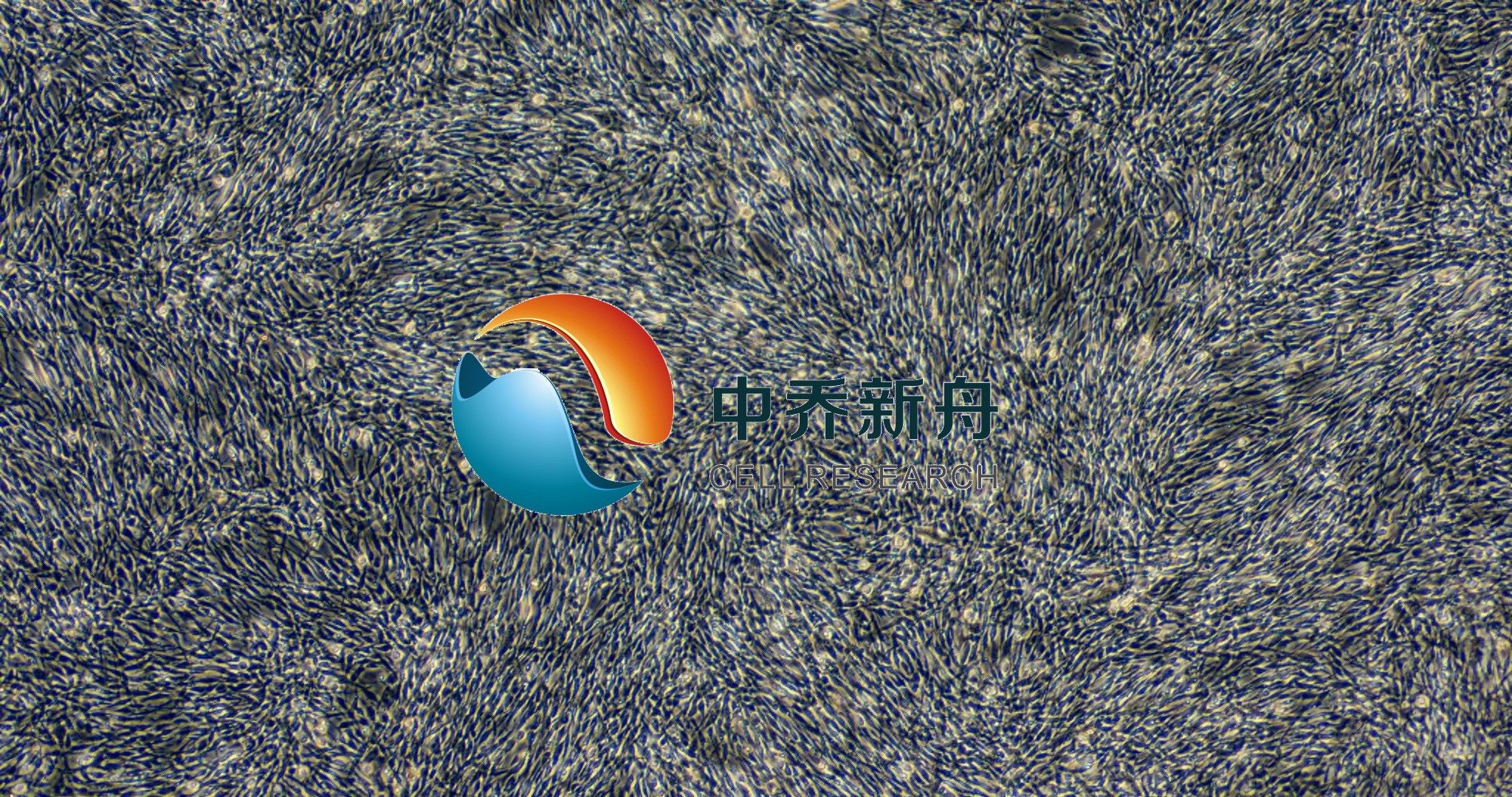 原代人牙髓成纤维细胞