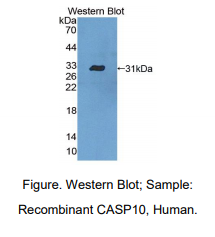 人胱天蛋白酶10(CASP10)多克隆抗体