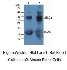 人糖化血红蛋白A1c(HbA1c)多克隆抗体