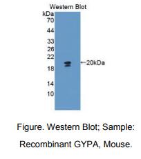 小鼠血型糖蛋白A(GYPA)多克隆抗体