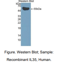 人白介素35(IL35)多克隆抗体