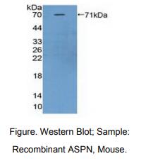 小鼠无孢蛋白(ASPN)多克隆抗体