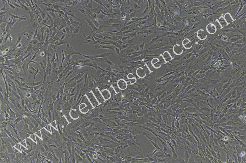 湖羊皮肤成纤维细胞/湖羊原代皮肤成纤维细胞/羊皮肤成纤维细胞/羊皮肤成纤维细胞