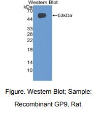 大鼠血小板膜糖蛋白Ⅺ(GP9)多克隆抗体