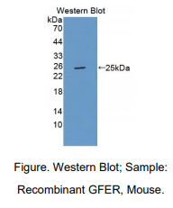 小鼠肝再生扩展生长因子(GFER)多克隆抗体