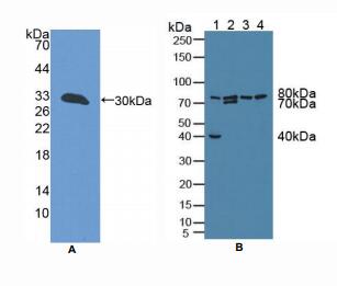 小鼠线粒体G延伸因子1(GFM1)多克隆抗体